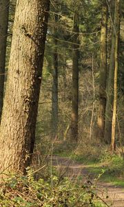 Preview wallpaper forest, trees, bushes, path, nature