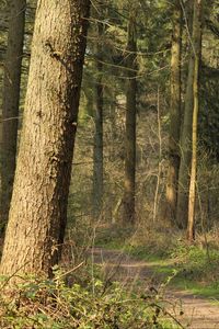 Preview wallpaper forest, trees, bushes, path, nature