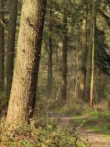 Preview wallpaper forest, trees, bushes, path, nature