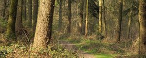Preview wallpaper forest, trees, bushes, path, nature