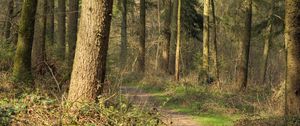 Preview wallpaper forest, trees, bushes, path, nature