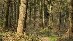 Preview wallpaper forest, trees, bushes, path, nature