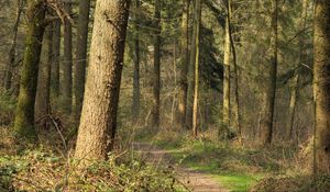 Preview wallpaper forest, trees, bushes, path, nature
