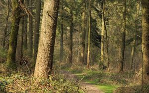 Preview wallpaper forest, trees, bushes, path, nature