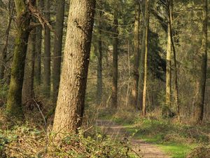 Preview wallpaper forest, trees, bushes, path, nature