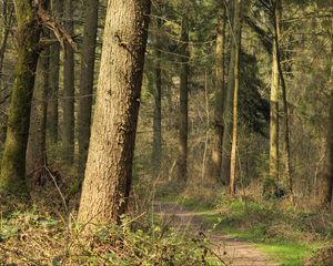 Preview wallpaper forest, trees, bushes, path, nature