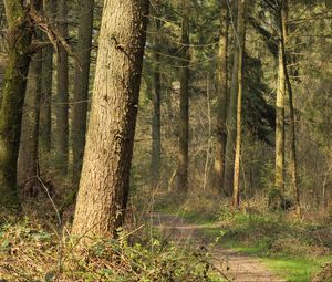 Preview wallpaper forest, trees, bushes, path, nature