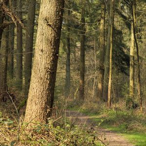 Preview wallpaper forest, trees, bushes, path, nature