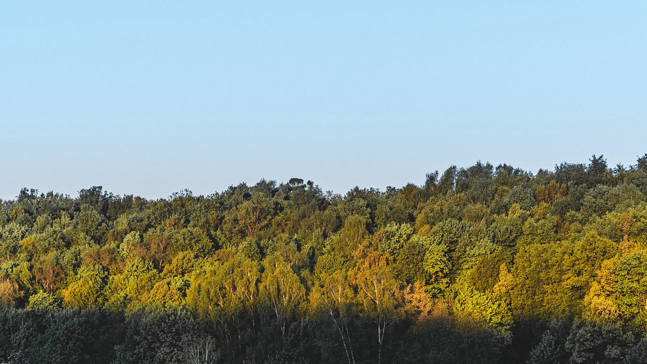 Wallpaper forest, trees, bushes, fog, landscape