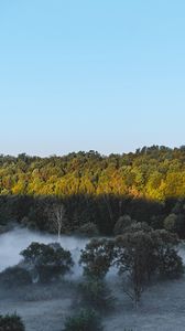 Preview wallpaper forest, trees, bushes, fog, landscape