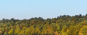 Preview wallpaper forest, trees, bushes, fog, landscape
