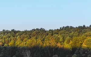Preview wallpaper forest, trees, bushes, fog, landscape