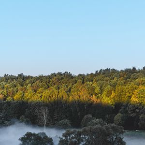 Preview wallpaper forest, trees, bushes, fog, landscape