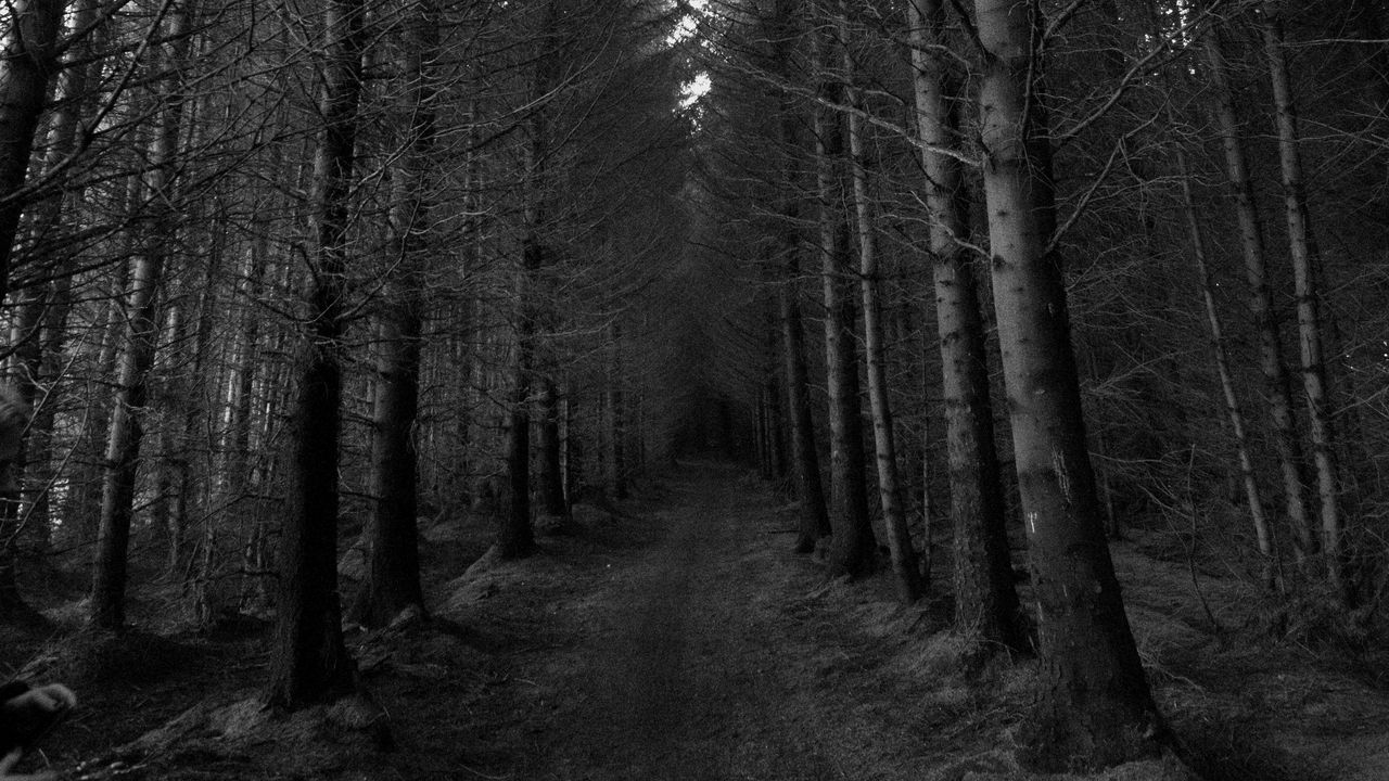 Wallpaper forest, trees, bw, path, autumn, gloomy