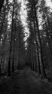 Preview wallpaper forest, trees, bw, path, autumn, gloomy