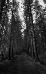 Preview wallpaper forest, trees, bw, path, autumn, gloomy