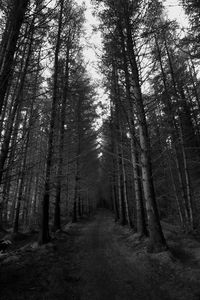 Preview wallpaper forest, trees, bw, path, autumn, gloomy