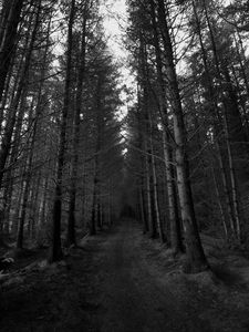 Preview wallpaper forest, trees, bw, path, autumn, gloomy
