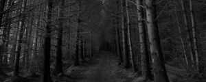 Preview wallpaper forest, trees, bw, path, autumn, gloomy