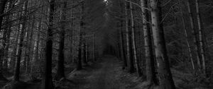 Preview wallpaper forest, trees, bw, path, autumn, gloomy