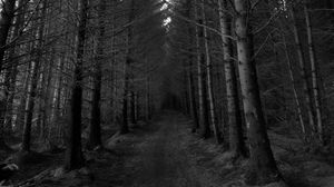 Preview wallpaper forest, trees, bw, path, autumn, gloomy