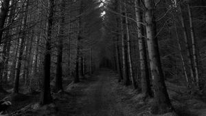 Preview wallpaper forest, trees, bw, path, autumn, gloomy