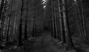 Preview wallpaper forest, trees, bw, path, autumn, gloomy