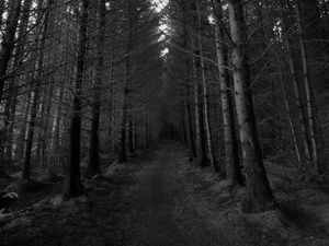 Preview wallpaper forest, trees, bw, path, autumn, gloomy