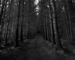 Preview wallpaper forest, trees, bw, path, autumn, gloomy