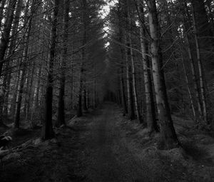 Preview wallpaper forest, trees, bw, path, autumn, gloomy