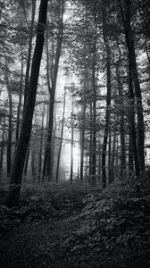 Preview wallpaper forest, trees, bw, bushes, rays