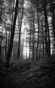 Preview wallpaper forest, trees, bw, bushes, rays