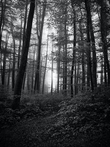 Preview wallpaper forest, trees, bw, bushes, rays