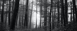 Preview wallpaper forest, trees, bw, bushes, rays