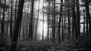 Preview wallpaper forest, trees, bw, bushes, rays