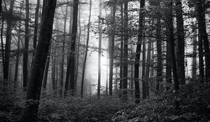 Preview wallpaper forest, trees, bw, bushes, rays