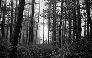 Preview wallpaper forest, trees, bw, bushes, rays