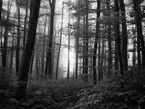 Preview wallpaper forest, trees, bw, bushes, rays