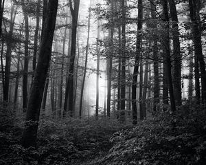 Preview wallpaper forest, trees, bw, bushes, rays