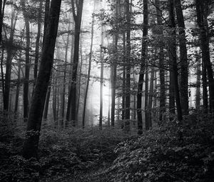 Preview wallpaper forest, trees, bw, bushes, rays