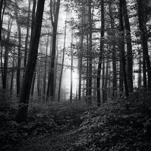 Preview wallpaper forest, trees, bw, bushes, rays
