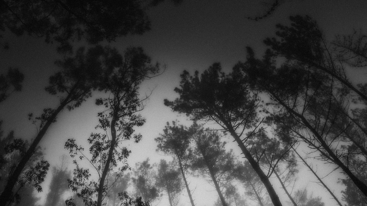 Wallpaper forest, trees, bw, fog