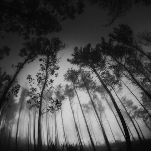 Preview wallpaper forest, trees, bw, fog