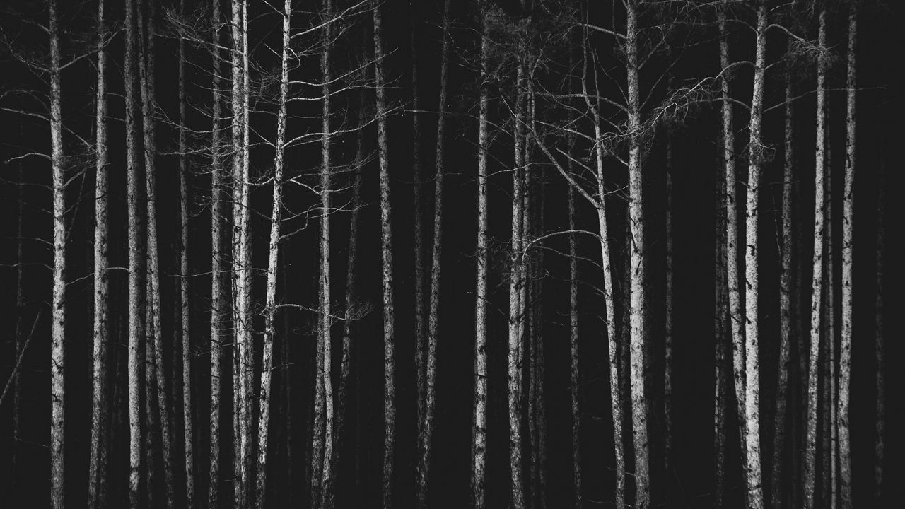 Wallpaper forest, trees, bw, dark