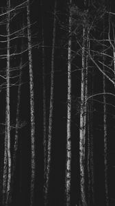 Preview wallpaper forest, trees, bw, dark