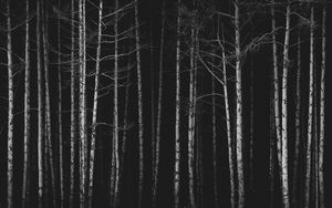 Preview wallpaper forest, trees, bw, dark