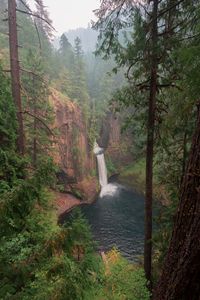 Preview wallpaper forest, trees, cliff, waterfall, landscape, nature