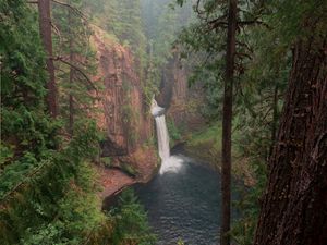 Preview wallpaper forest, trees, cliff, waterfall, landscape, nature