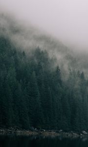 Preview wallpaper forest, trees, cloud, lake, shore, nature