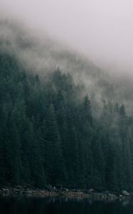 Preview wallpaper forest, trees, cloud, lake, shore, nature